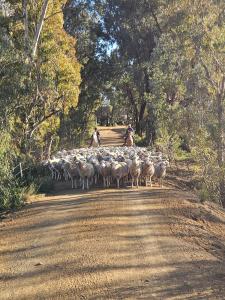 Eine Herde Schafe, die auf einer unbefestigten Straße spazieren in der Unterkunft Shepherd's Cottage Smithfield in Smithfield
