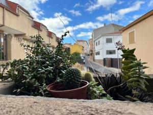 a group of plants sitting on the side of a building at Villa Manolo s Chimenea in Guadarrama