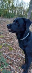 Imagen de la galería de Gite de la butte bis, en Champagné-Saint-Hilaire