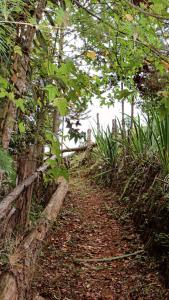 a dirt trail with trees and a fence at Pousada Casa Primitivus in Pedra Menina