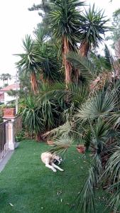 a dog laying on the grass near some palm trees at Ai 4 gatti in Mascalucia +4 photos