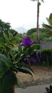 a purple flower in a pot next to a plant at Ai 4 gatti in Mascalucia