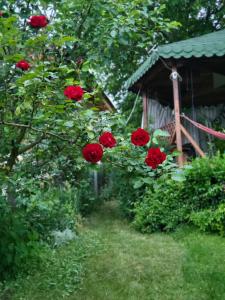 a group of red roses in front of a house at Jupiter in Rimetea