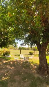 two park benches under a tree in a field at Tintes de otoño in Mina Clavero