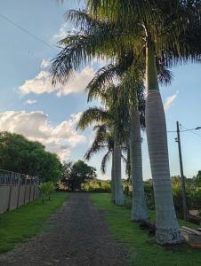 two palm trees standing next to a gravel road at Chacara Recanto dos Querubins 2 in Cambé