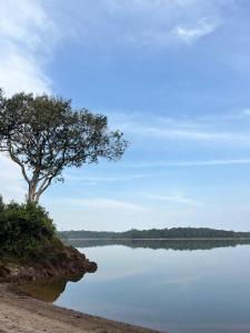 a tree on the shore of a lake at Casa de Campo in Santo André +18 photos