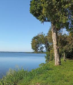 Un árbol sentado junto a un gran cuerpo de agua. en Recanto Anavi, en Cananéia