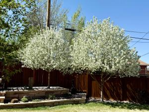 two trees with white flowers in front of a fence at Su Casa Studio in Denver