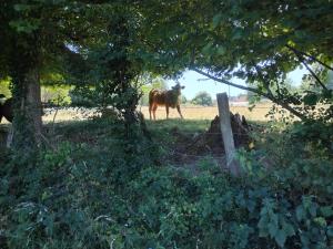a brown horse standing in a field behind a fence at Le moulin aux lunettes in Sablonnières