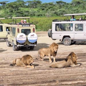 three lions laying on the ground in front of a vehicle at Mountkilimanjaro Hotel in Arusha