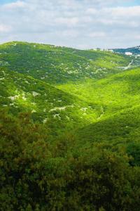 a lush green hillside with trees on it at اكواخ الهدهد in Ajloun