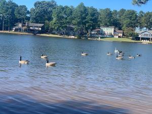 een groep eenden die in een meer zwemmen bij Modern 3br Lake front home in Johnsonville +19 foto's