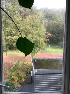 Κήπος έξω από το Cricri