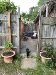 a black cat standing next to a wooden fence at Self-contained studio with patio in Ware +3 photos