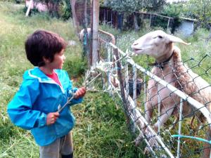 a young boy is looking at a sheep behind a fence at Lugar Nas Estrelas Starlight Outdoor Fireplace in Peso