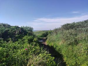 a dirt trail through a field with trees and flowers at Family Retreat in Lodskovvad - By Traum Ferienwohnungen in Hedensted - Nordjylland