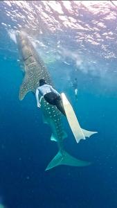 a whale shark swimming in the water with a diver at Whale shark Sumbawa Tour in Sumbawa Besar +9 photos