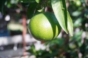 an orange hanging from a tree with leaves at Appartements Lena. in Premantura