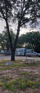 un parc avec un arbre, un banc et des tentes dans l'établissement RVParks 365, à Seven Points