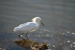 Un uccello bianco è in piedi nell'acqua di PC202E: 202E Port O'Call a Isle of Palms