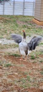 a bird standing in the grass with its wings out at Shumba Camping Site in Mahikeng