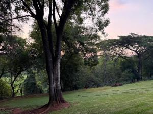 a tree in the middle of a grass field at Bushview cottage  +3 photos
