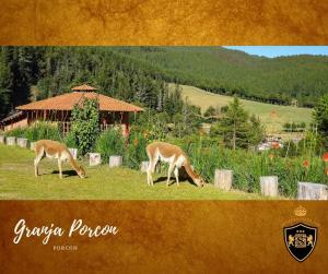 Foto dalla galleria di Hoteles Silva Inn a Cajamarca Altre 7 foto