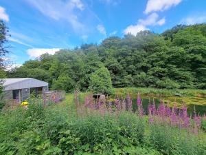 a field of purple flowers in front of a house at The Lake House-an utterly private cabin on nature reserve & hot tub in Oakford