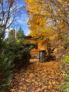 a house in the woods with leaves on the ground at kleines Harz-Chalet in Neuwerk