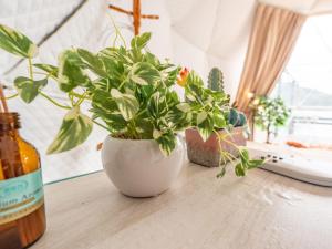 a white vase sitting on a table with plants at Kaamlanai Harbor - Vacation STAY 48668v in Nichinan +30 photos
