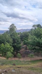 a group of trees in a field with grass at Aldea de los Cerros in Yacanto