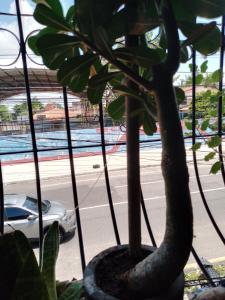 a plant in a window with a car on a street at Aluguel 500,00 a diária in Belém