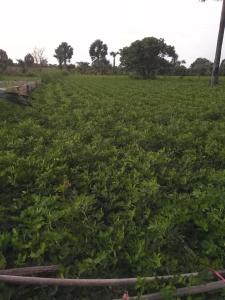 a field of soybean plants in a field at My home 