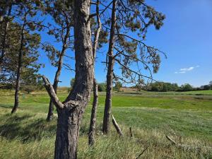 a tree in the middle of a field at Luxury Retreat by the Sea - By Traum Ferienwohnungen in Høruphav