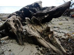 ein Stück Treibholz am Strand in der Unterkunft 8 person holiday home in Hejls-By Traum in Hejls