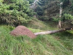ロッケンにある6 person holiday home in Løkken-By Traumの木の横の芝生に座る岩