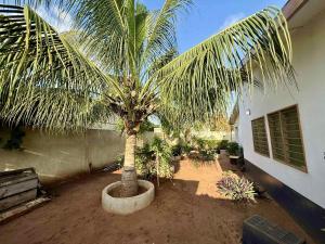 a palm tree in a pot next to a building at Eonka Serviced Homes in Kika