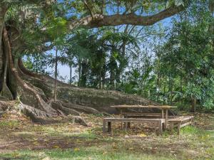 a wooden bench sitting under a large tree at Fig Tree House in Teven