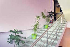 un grupo de macetas en una escalera en Hotel O Rainbow, en Tezpur