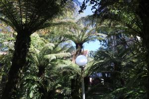 a street light in the middle of a forest of palm trees at A Cabana Chalé & Pousada - Especializada em Grupos até 40 Pax- in Canela