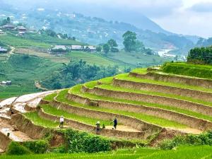 a group of people walking on a terraced field at ZOZO Sapa Homestay & Trekking in Sa Pa