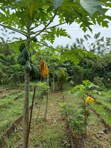 Κήπος έξω από το Nanavu Farmhouse