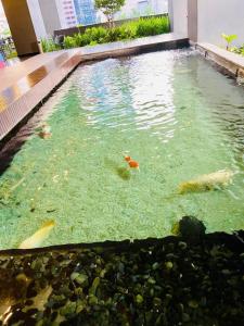 Kolam renang di atau dekat dengan Star residence by S&R