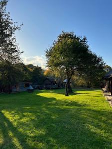 a large grass field with a tree in the middle at Те Село in Velyka Volosyanka
