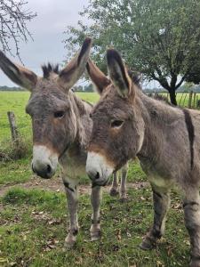 Imagen de la galería de Gite du theil au servant, en La Chapelle-Viviers