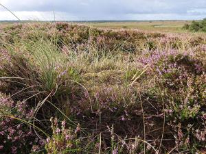 a field filled with purple plants and tall grass at Cozy Beach House in Vejers - By Traum Ferienwohnungen in Vejers Strand
