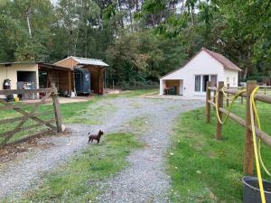 a cat standing on a gravel road next to a house at Sweet in Spay