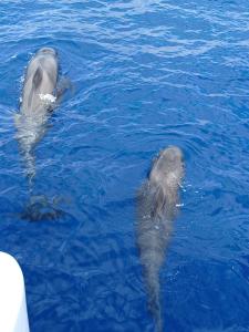 Gallery image of Atlantic Pearl Luxury Catamaran in Funchal +11 photos