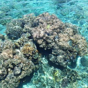 a coral reef in the ocean with blue water at Turtle Garden Lodge in Semporna +2 photos
