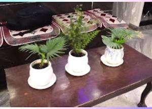 Tres plantas en macetas blancas sobre una mesa en Blessing Inn Hotel, en Jalandhar